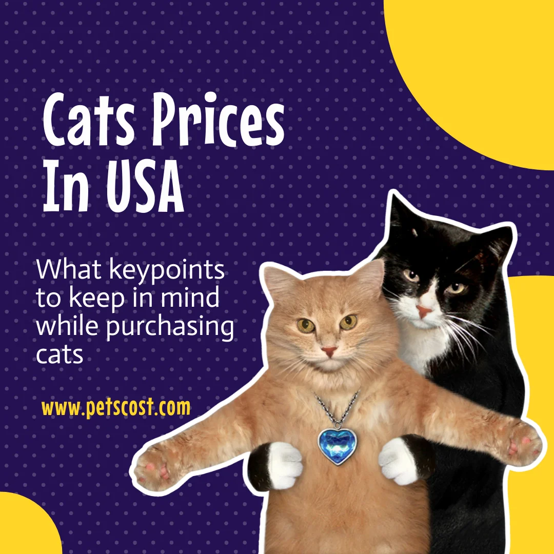 Beautiful And Cute Cats Prices In USA