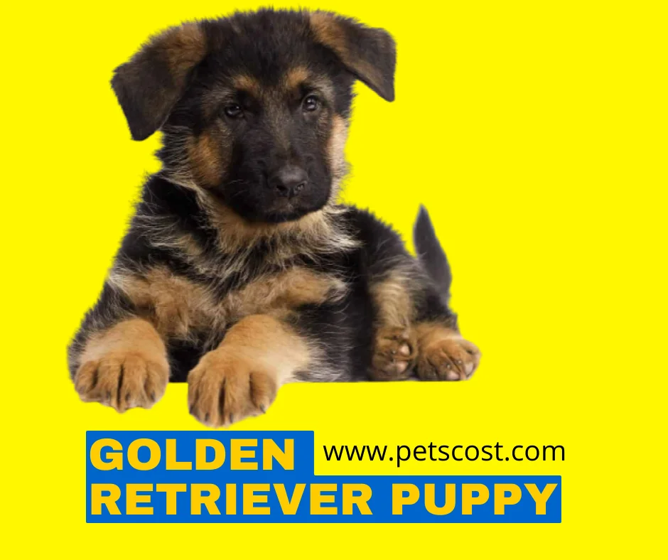 Golden Retriever Puppy image