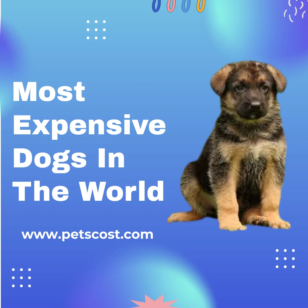 most expensive dogs image