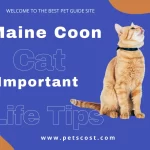 Maine Coon cat and text