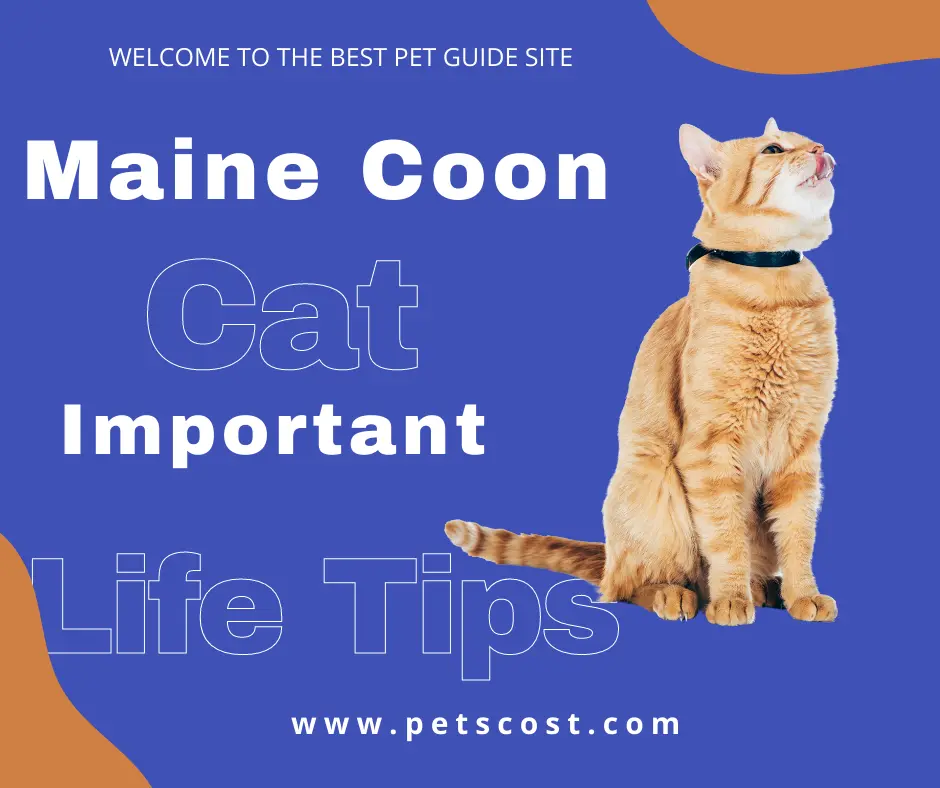 Maine Coon cat and text