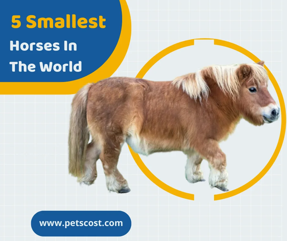 5 Smallest Horses And Horse Breeds In The World