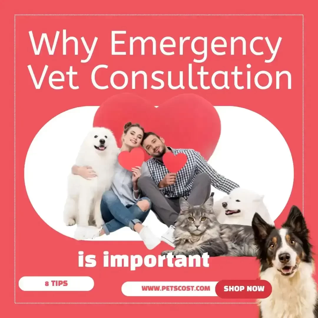 8 Symptoms when you should call emergency vet hotline?